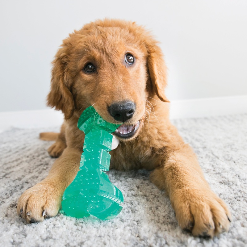 KONG Squeezz Dental Bone Dog Toy Medium