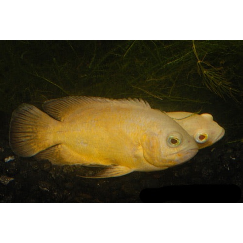 Lemon Oscar 2.5″ – 3″