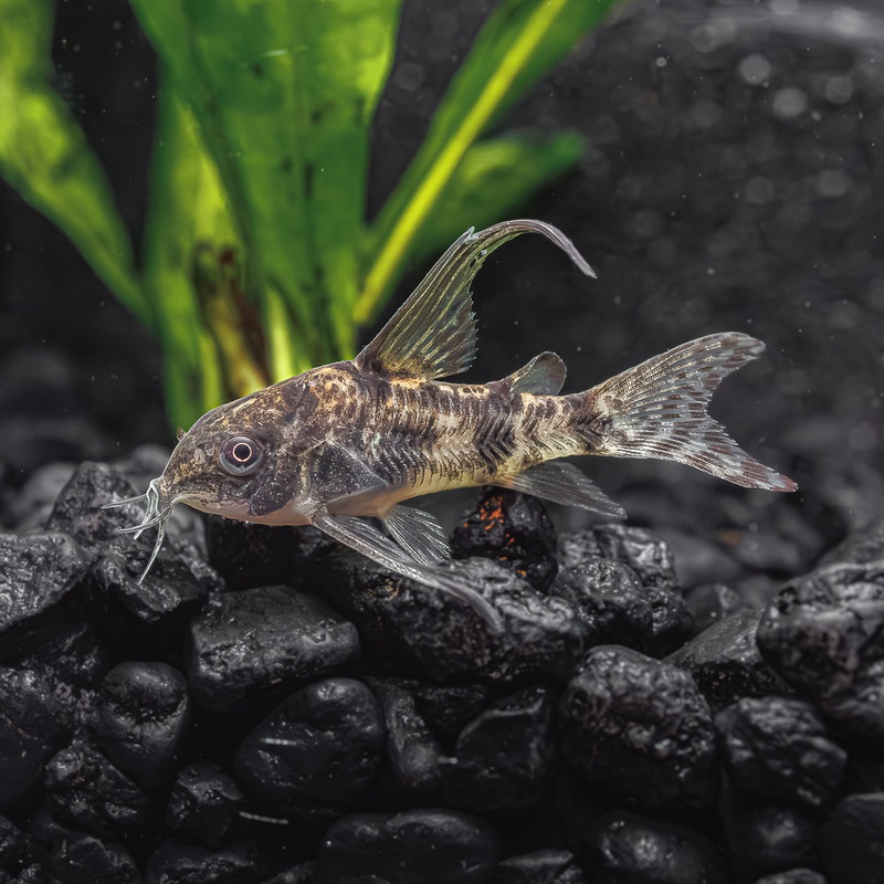 Longfin Peppered Cory | Corydoras Paleatus Imported 1 Fish
