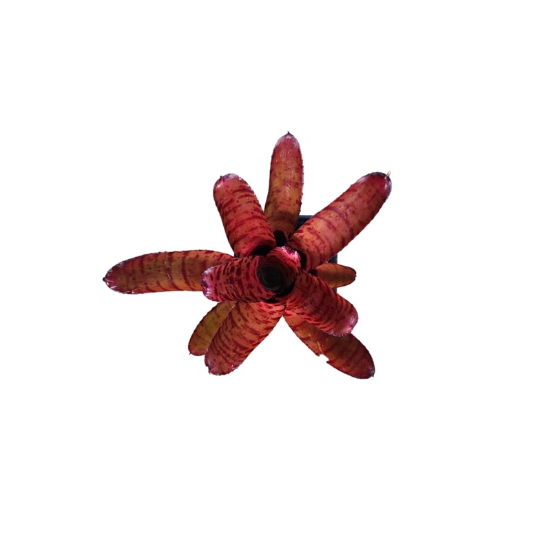 Neoregelia “Ed Prince”