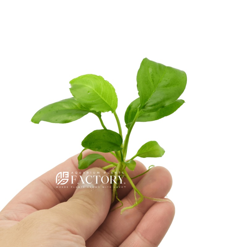 Anubias Heterophylla (Small Size) Bare-root Plants