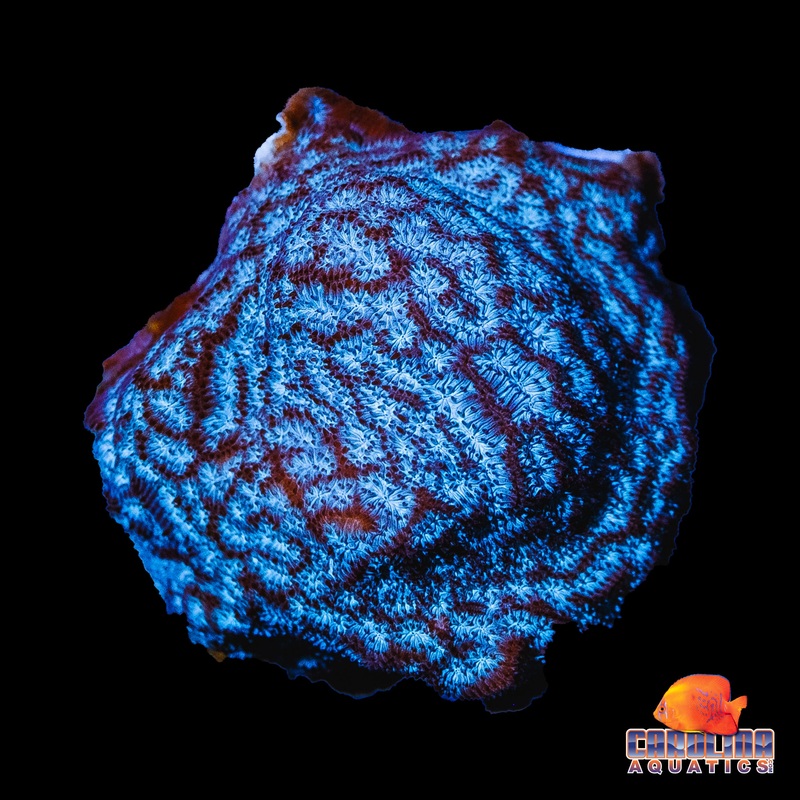Frag – Ocean Swell Lepto