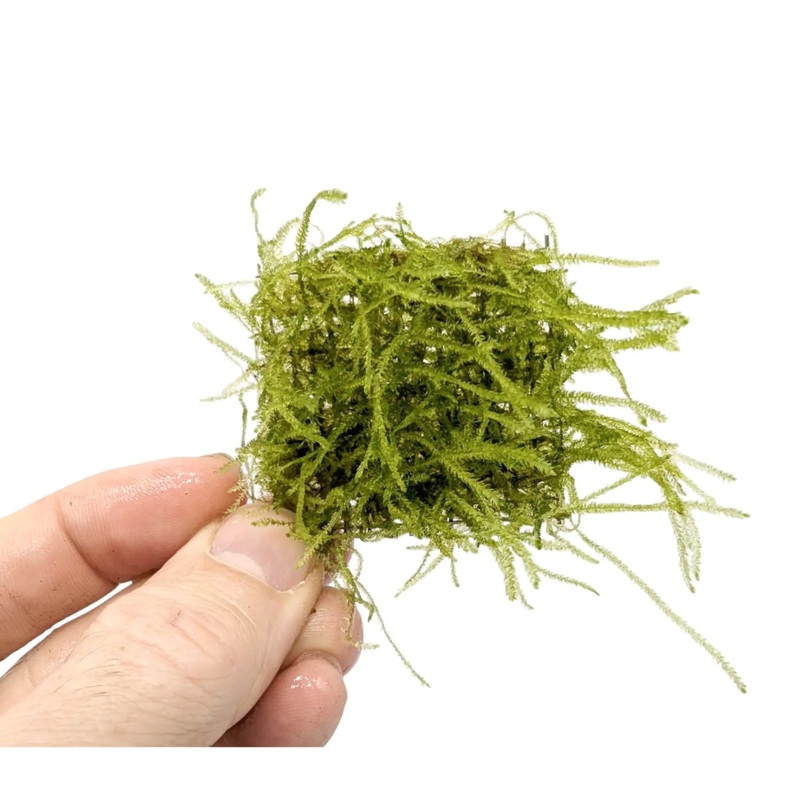 Java Moss Scapers Pad – Small (4.5×4.5cm)