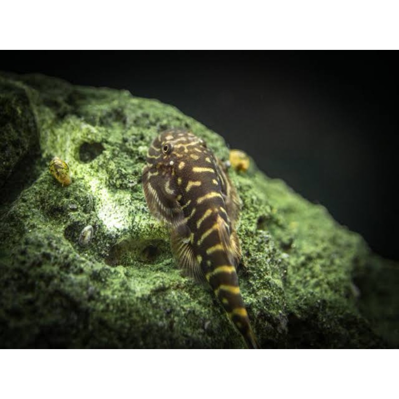 Stream Loaches -Stripe Borneo Sucker 2cm 1 Borneo Sucker