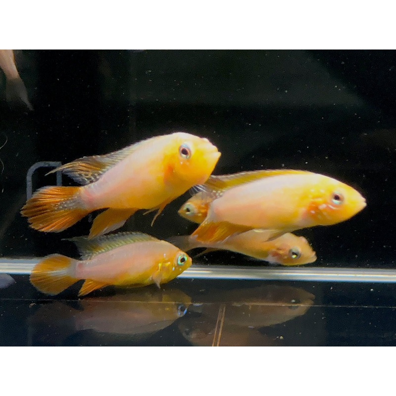 Apistogramma Agassizii Fire Red