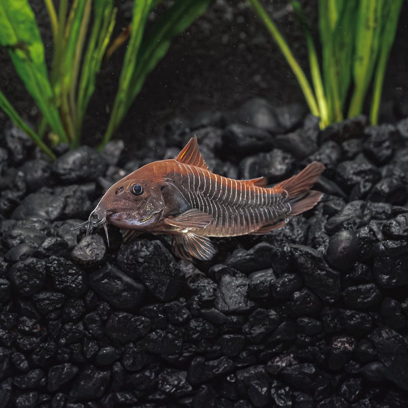 Black Venezuela Cory Catfish | Corydoras schultzei Imported 1 Fish