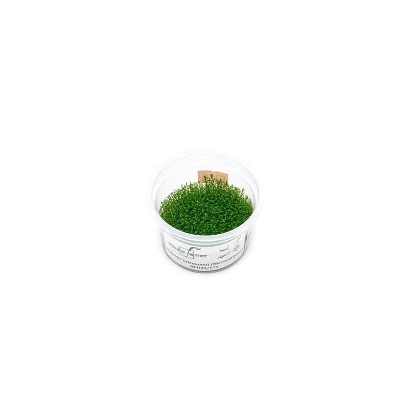 Hedyotis Salzmannii Aquatic Farmer Tissue Culture