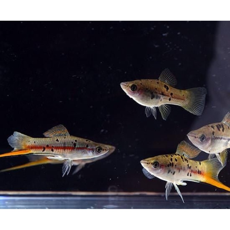Livebearer Feeders 1/4″+ (10 Pack) Unsexed