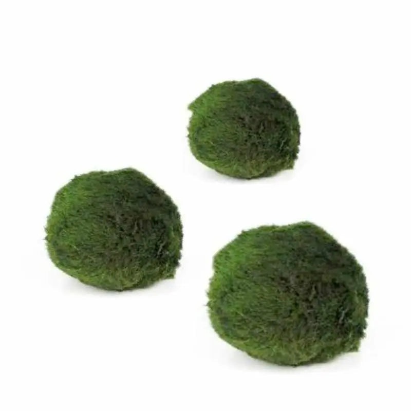 Marimo moss balls – Chladoflora (2cm) Set of 3