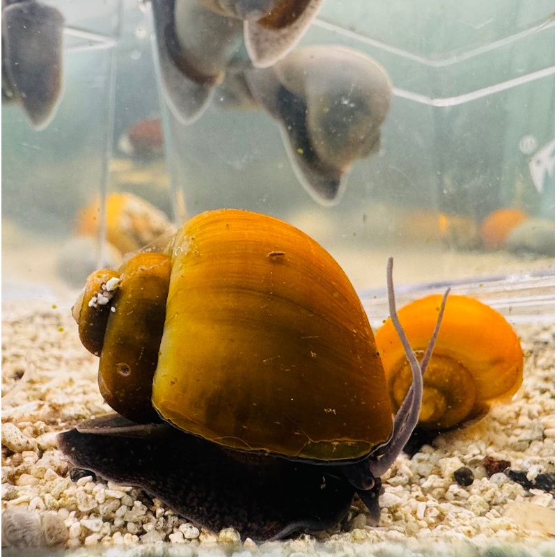 Olive Jade Mystery Snail 1 mystery snail