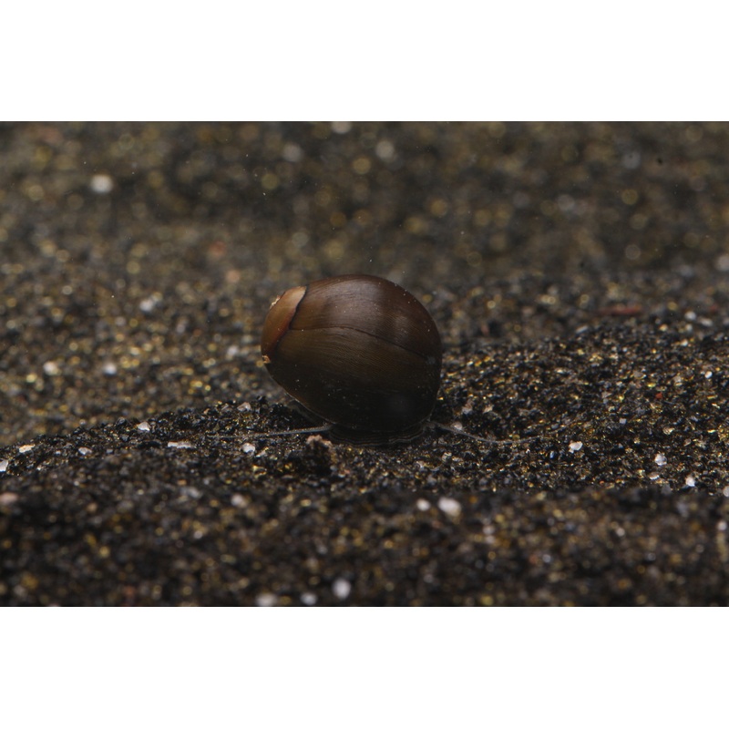 Olive Nerite Snail B-Grade 0.25-0.5″ Unsexed