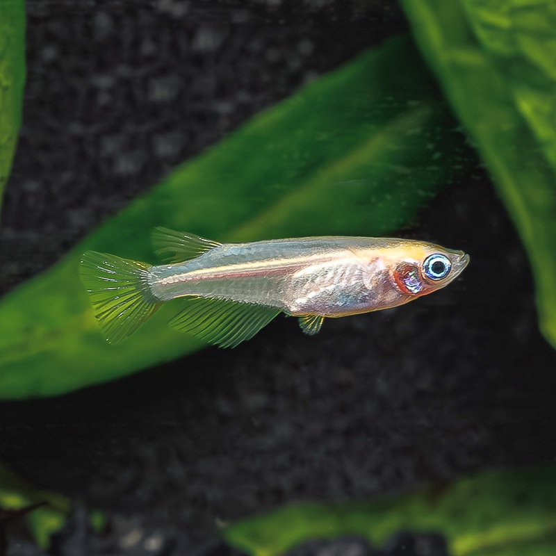 Orange Medaka Ricefish | Oryzias latipes Imported 1 Fish