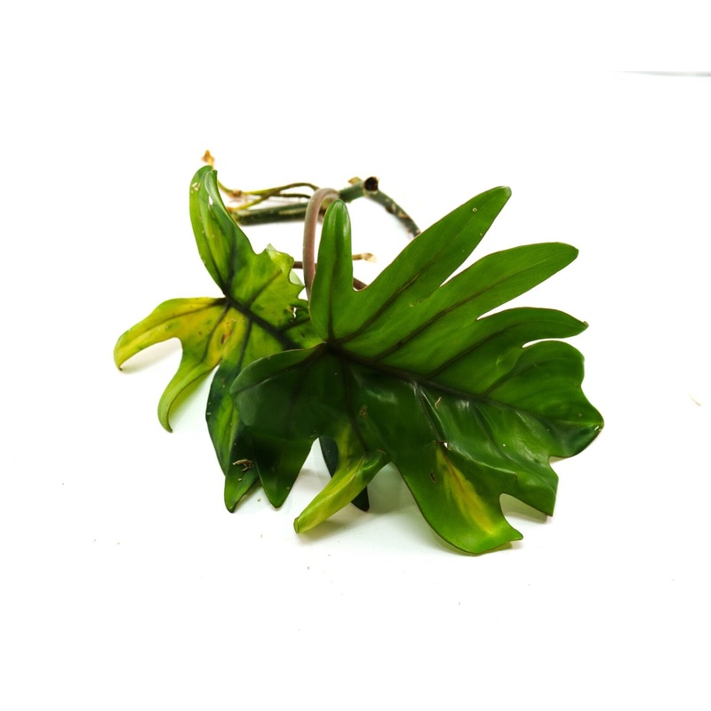 Philodendron mayoi 1 leaf cutting