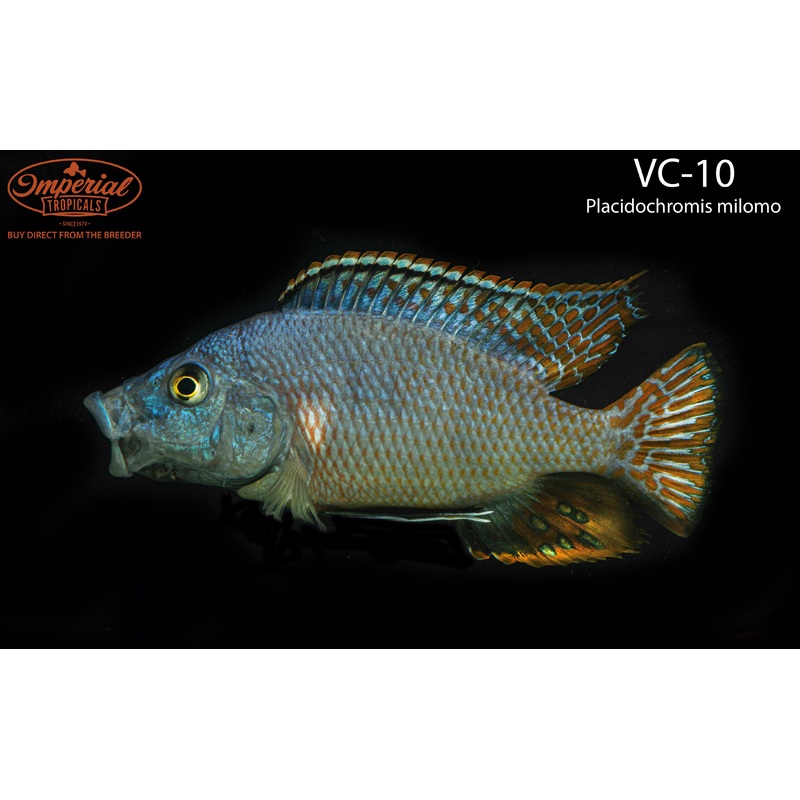 VC-10 1-2 Unsexed