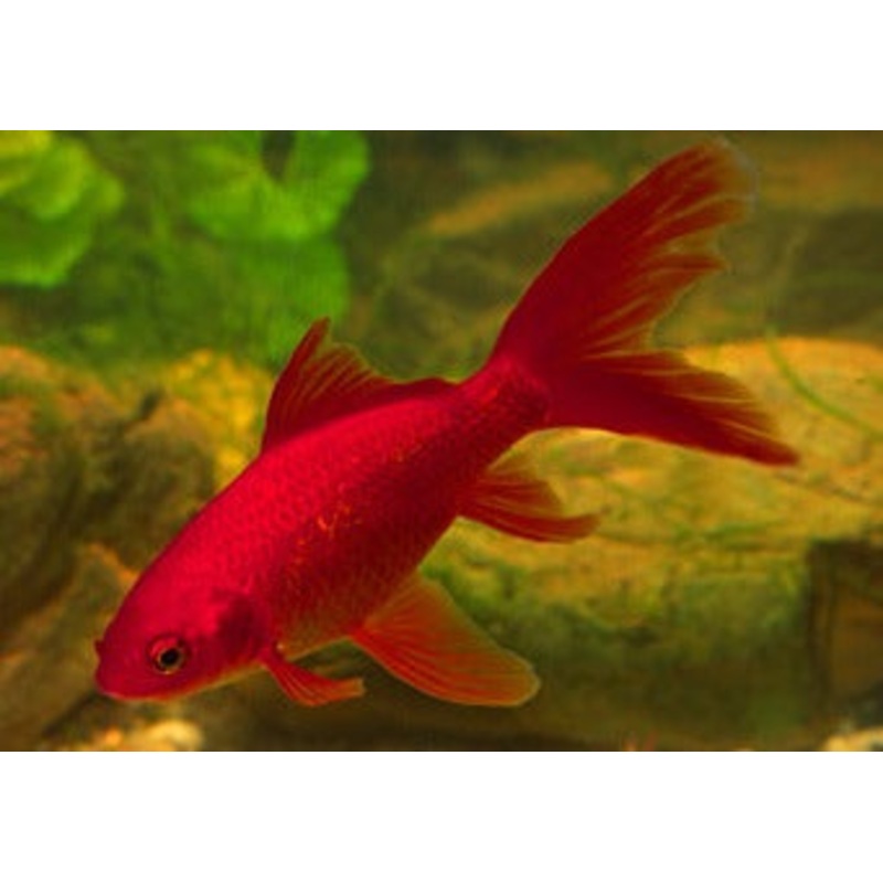 Assorted Goldfish 3-3.5cm
