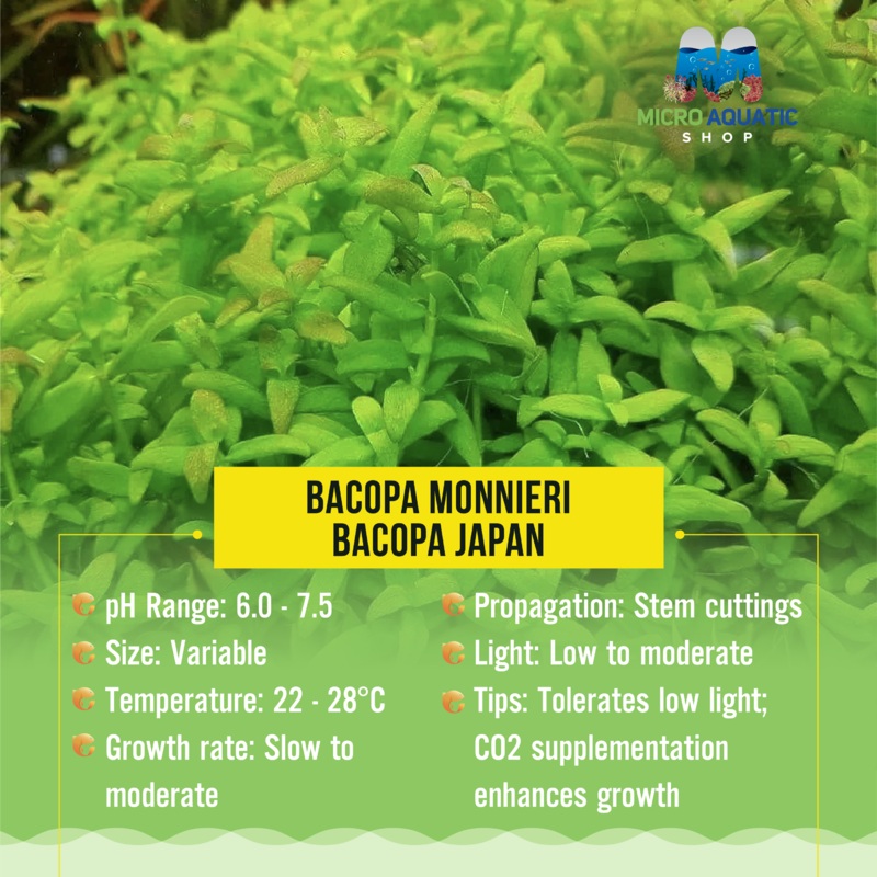 Bacopa Monnieri – Bacopa Japan 10 stems ( emersed )