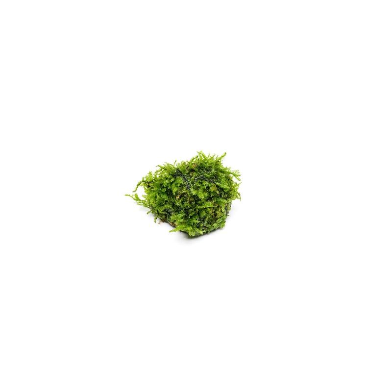Christmas Moss on Lava Stone