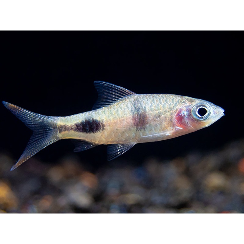 Rohani Barb (Dawkinsia Rohani), Tank-Bred School of 3