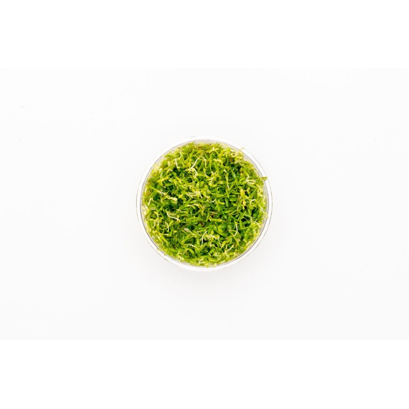 Rotala Mexicana Bangladesh UNS Tissue Culture