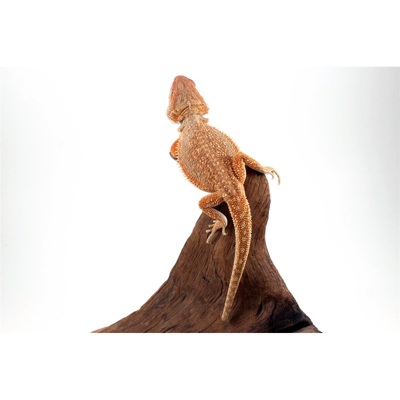 Juvenile Hypo Orange Dunner Bearded Dragon