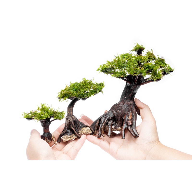 Moss on Bonsai Tree Extra Small