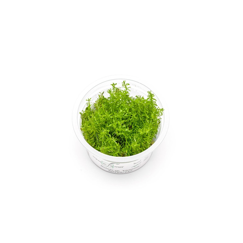 Rotala Vietnam Aquatic Farmer Tissue Culture