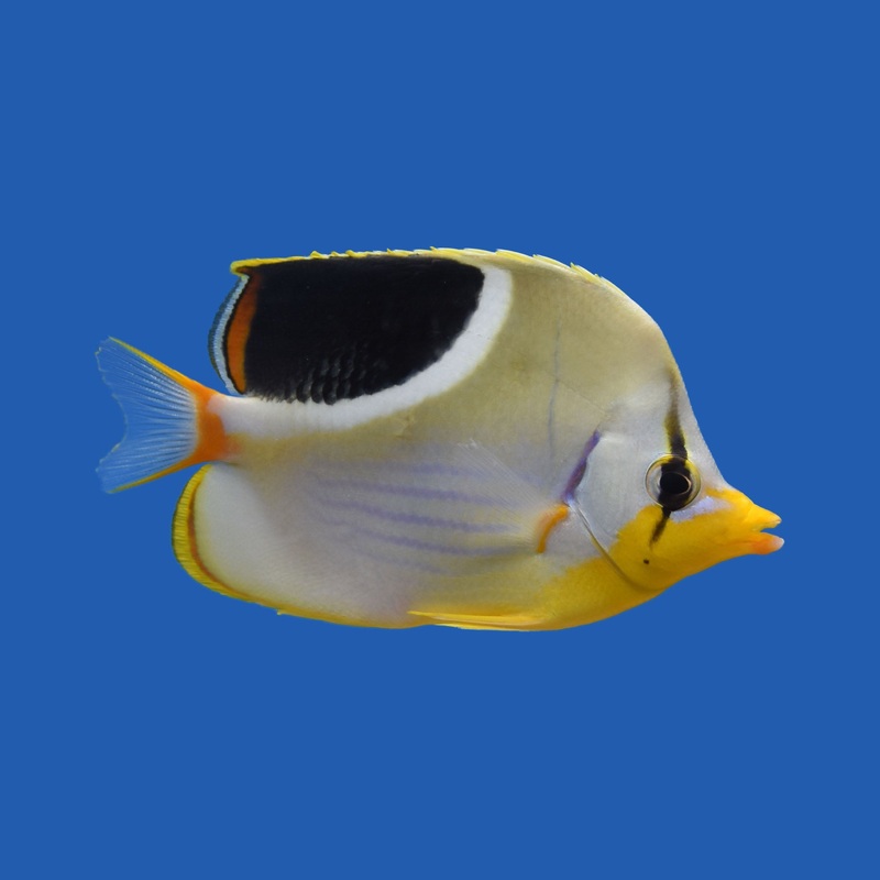 Saddleback Butterflyfish Small (under 2 inch)
