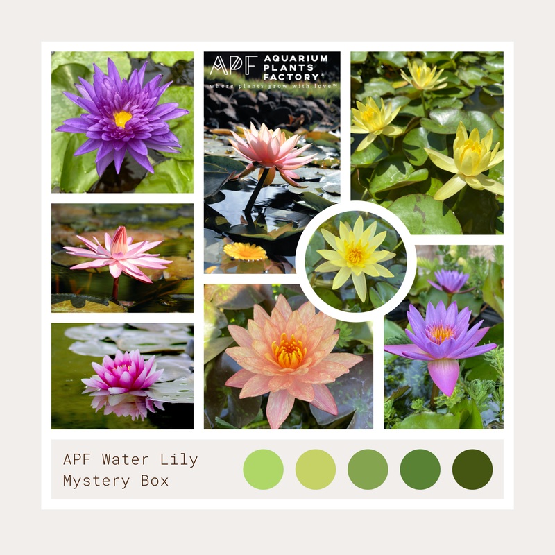 A Water Lily Species [Grower’s Choice] Hardy Water Lily