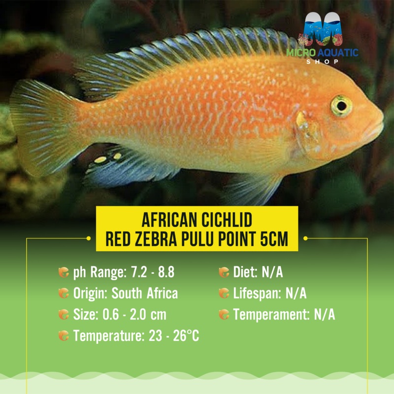 African Cichlid  Red Zebra Pulu Point 5cm 1 pc