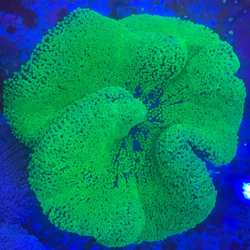 Anemone – Carpet Neon Green Sm/Md