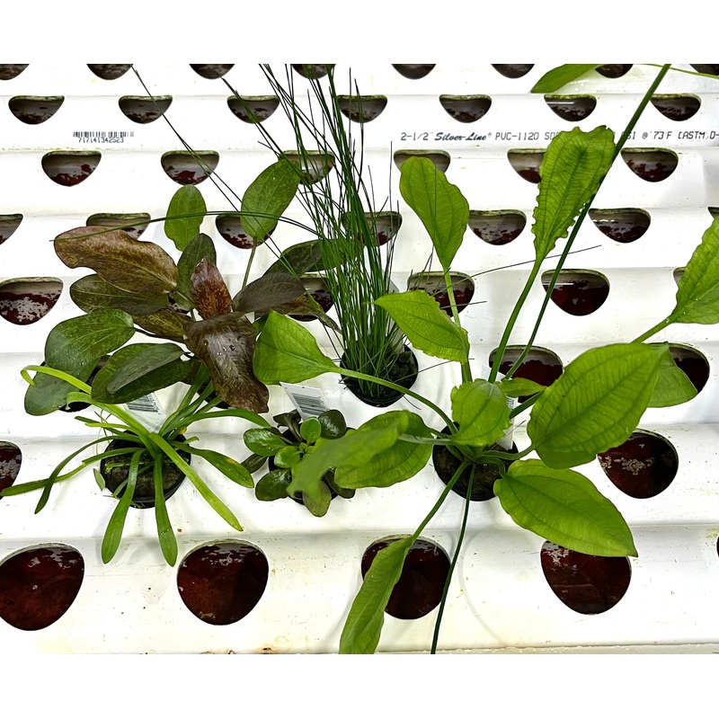 Asst. Potted Plants