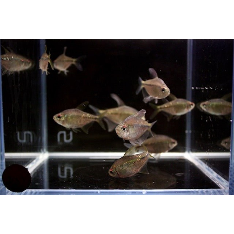 Diamond Tetra