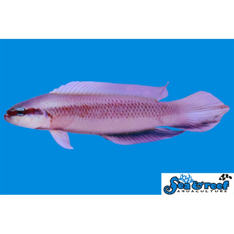Dottyback – Indigo T.R.