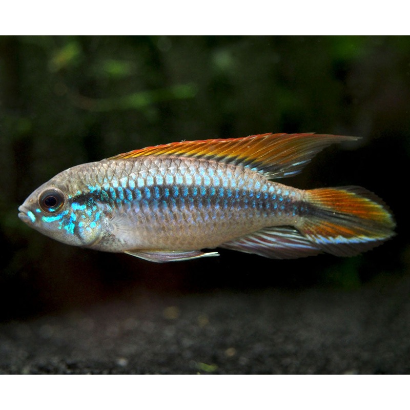 Double Red Agassizi’s Dwarf Cichlid (Apistogramma cf. agassizii) – TANK-BRED!!! 1 Male/Female Pair