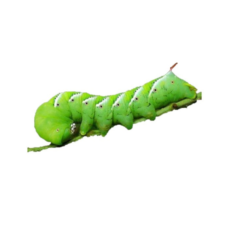 Horn Worms (In Store Pickup only) 1