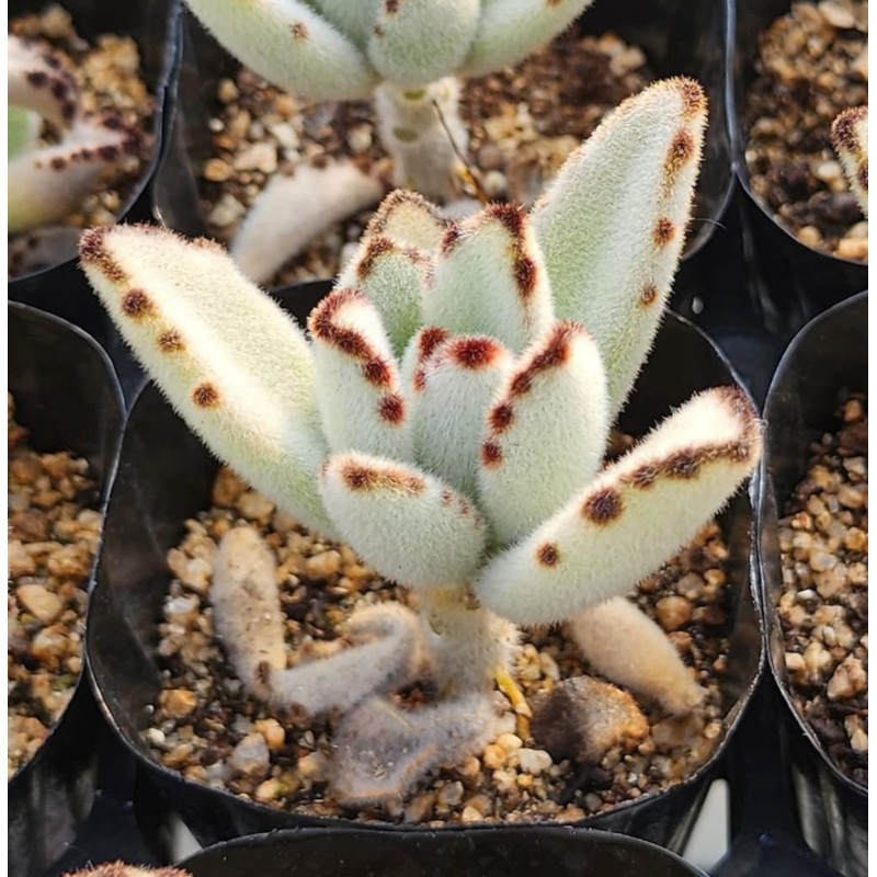 KSCPO – (060) Kalanchoe
