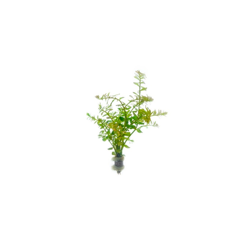 Rotala Colorata