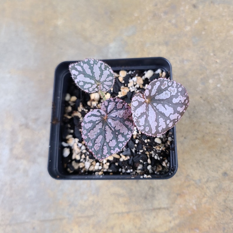 Begonia Chayo 2-3 leaf cutting