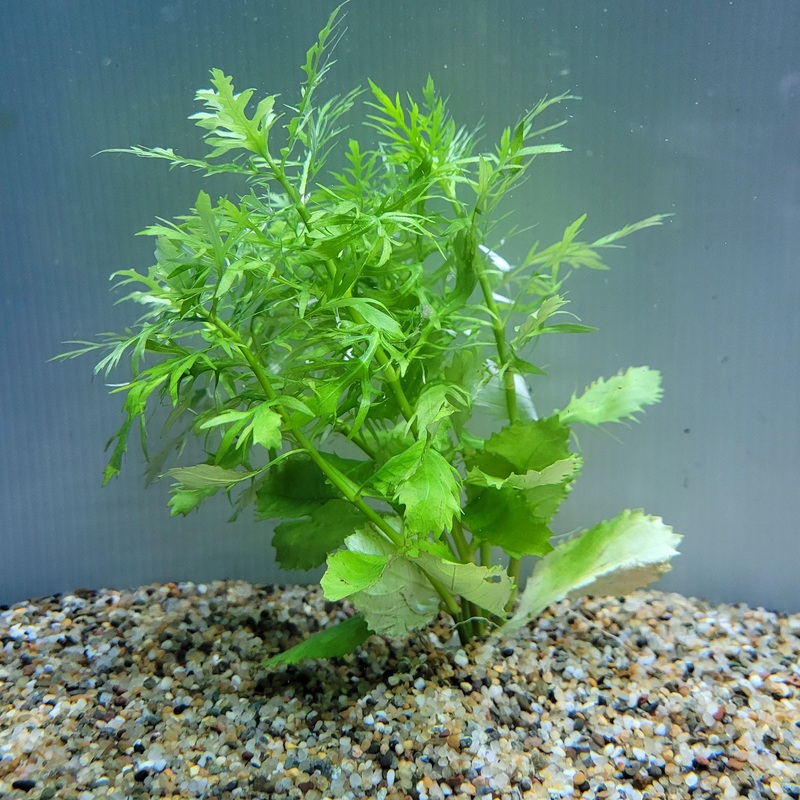 Bunch Plant – Hygrophila difformis
