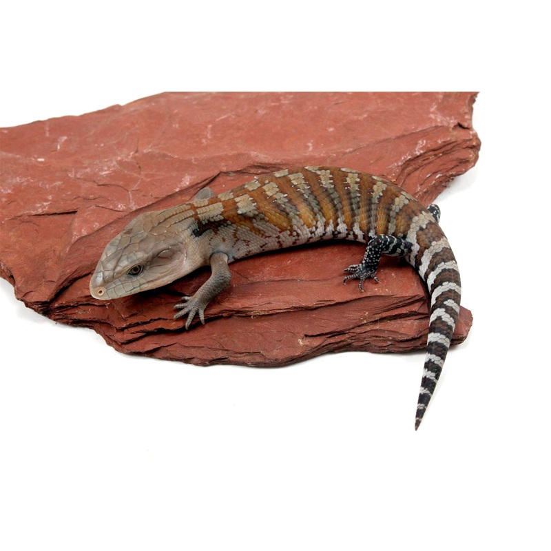 CB Northern Blue Tongue Skink