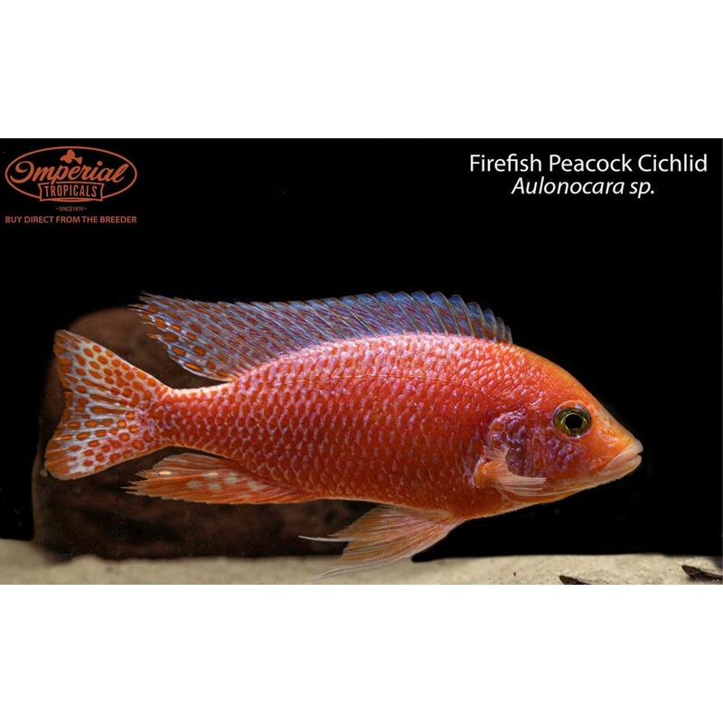 Firefish Peacock 1-2 Unsexed