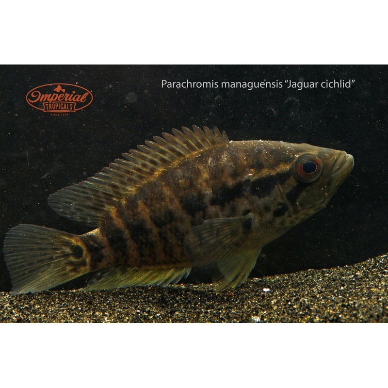 Jaguar Cichlid 1-2 Unsexed