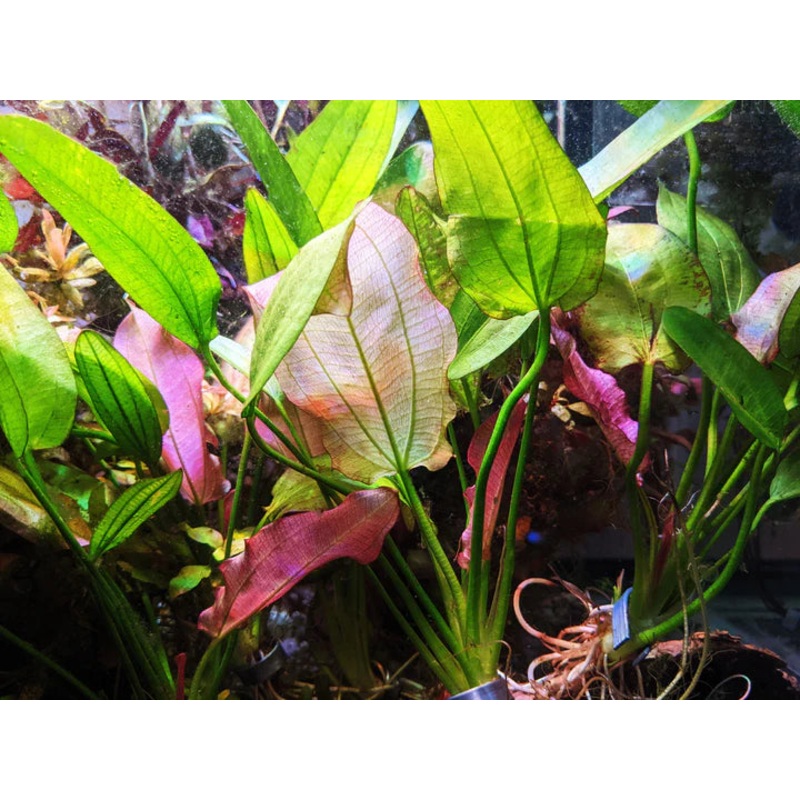 Low Tech -Echinodorus Fancy Twist  1 plant 6-8 leaves