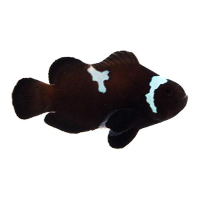 Midnight Lightning Clownfish