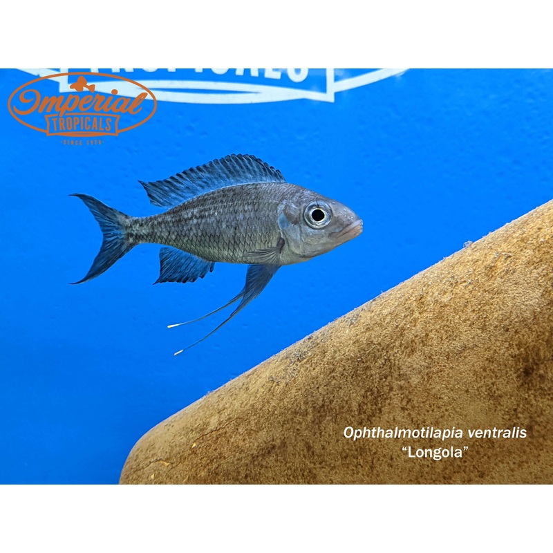 Ophthalmotilapia ventralis “Longola” 3-4″ PAIR (1 Male, 1 Female)