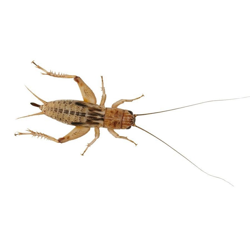 Silent Crickets Large Regular Tub