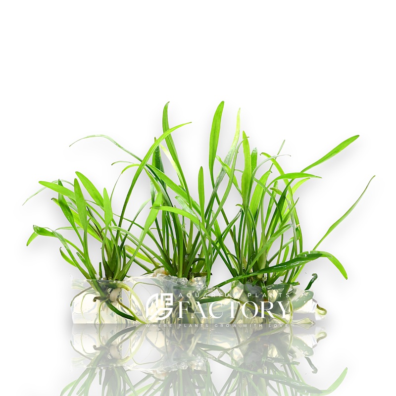 Cryptocoryne Nevillii Vitro Culture