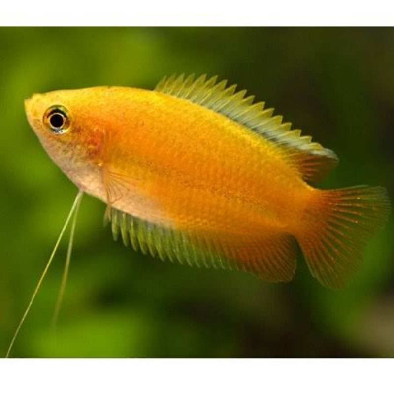 Dwarf Golden Honey Gourami 4cm 1 gourami unsex
