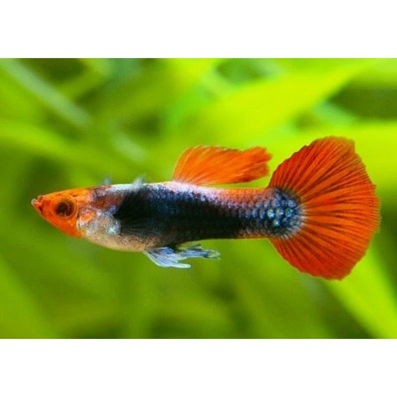 Guppy Male Koi 3-3.5cm