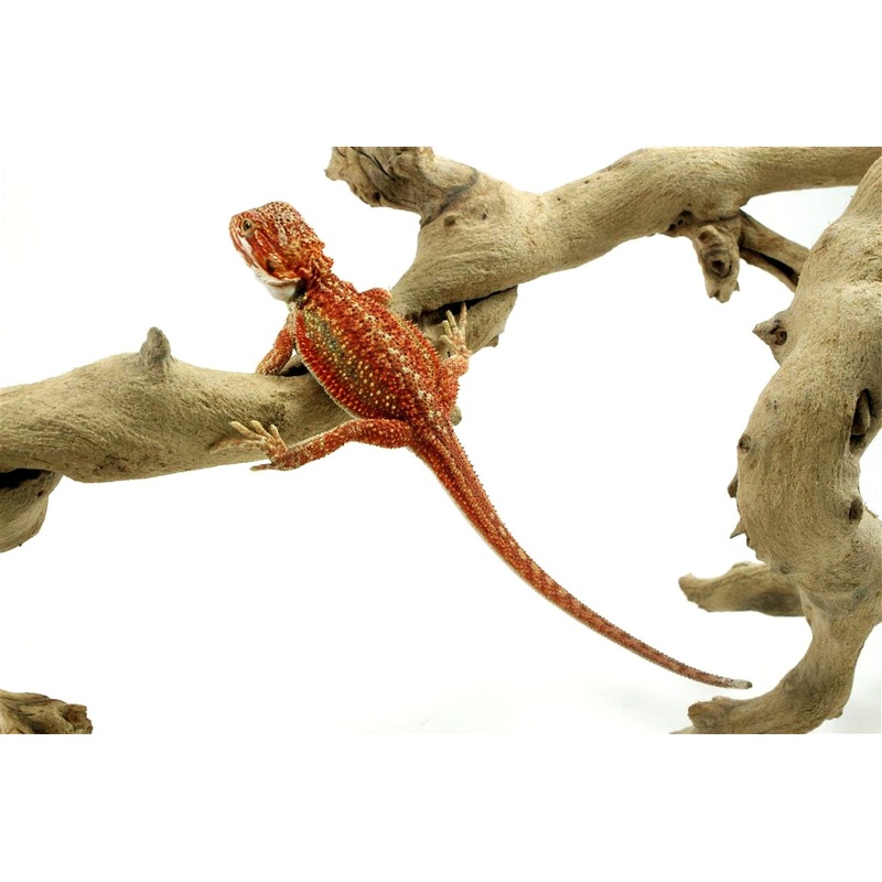 High Orange Dunner Bearded Dragon